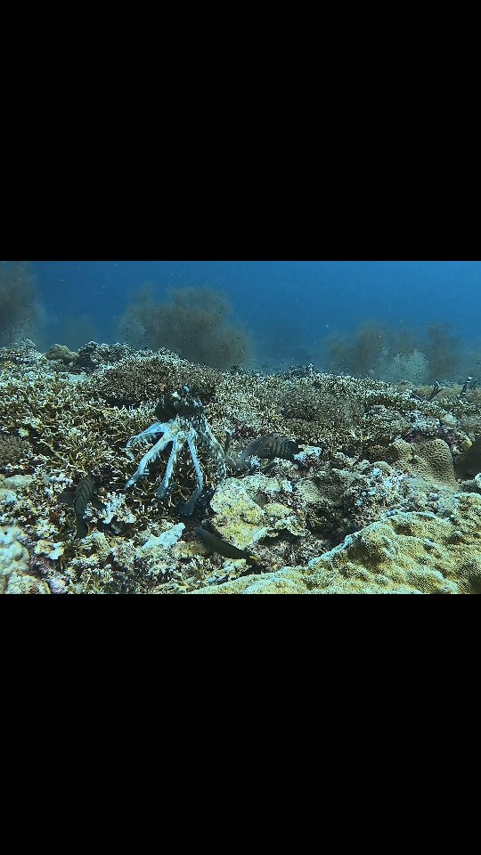 🐙 A master of disguise in action.

Octopuses are among the most remarkable animals in the ocean, able to change both their colour and skin texture in an instant. As they move across the reef, they blend seamlessly with their surroundings to avoid predators, ambush prey, and conserve energy.

Octopuses play a vital role in healthy marine ecosystems. As intelligent mid-level predators, they help regulate populations of crabs, molluscs, and other invertebrates, maintaining the natural balance of reef communities. 

They are also an important food source for sharks, groupers, moray eels, and many other marine animals, making them a key link in the ocean food web.

#ProtectOurOceans #oceanconservation #healthyecosystems #justoneocean