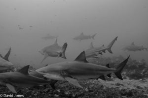 Bull sharks in Fiji