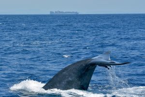 A Blue Whale dives close to the shipping lane