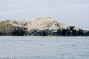 Grassholm island