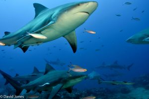 Lots of Bull sharks in Fiji