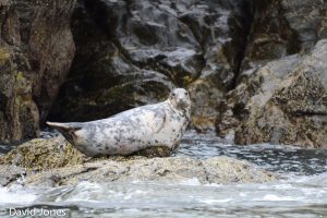 Seal at Skomer
