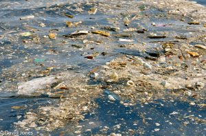 Sri Lanka - pollution in whale area