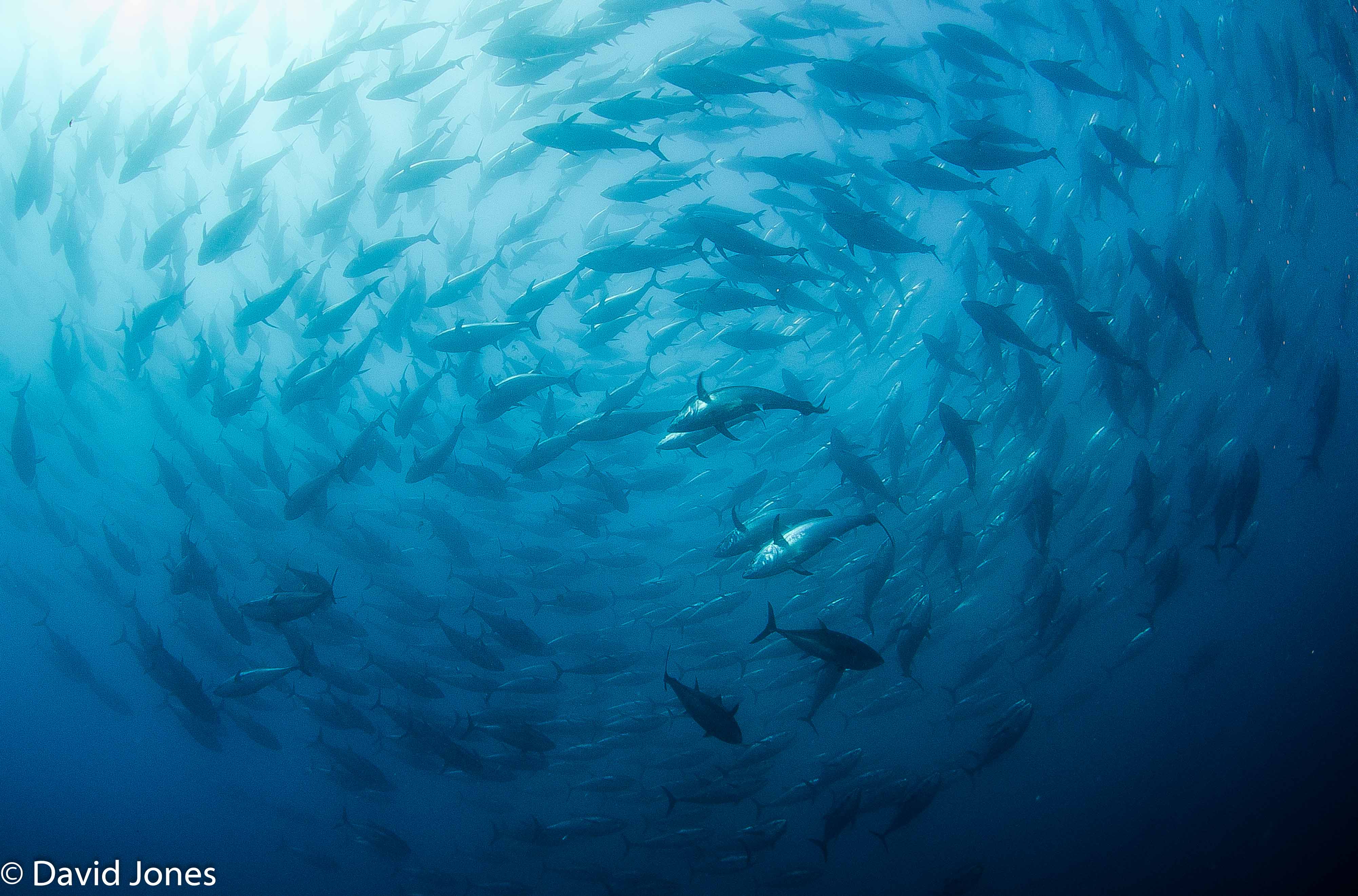 bluefin shoal swirling