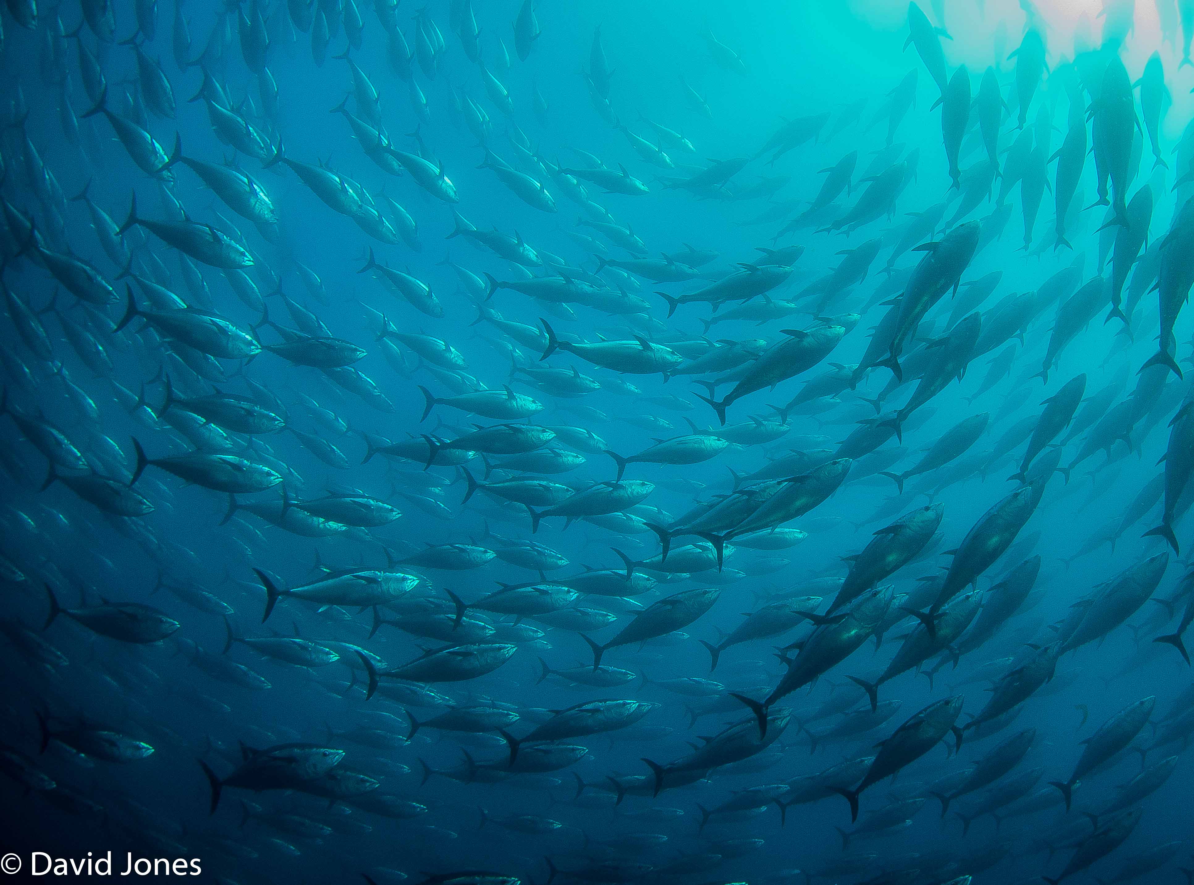 bluefin tuna swirling