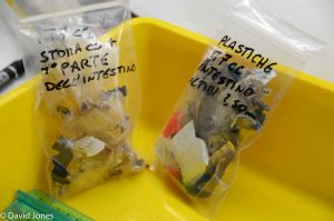 plastic from a turtle