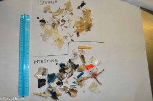 plastic from the stomach of a turtle