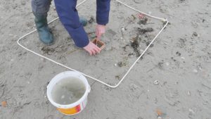 Beach survey sampling