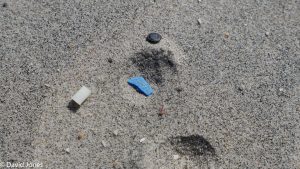 microplastics in the sand