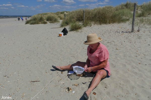 undertaking a survey on the beach with a sieve