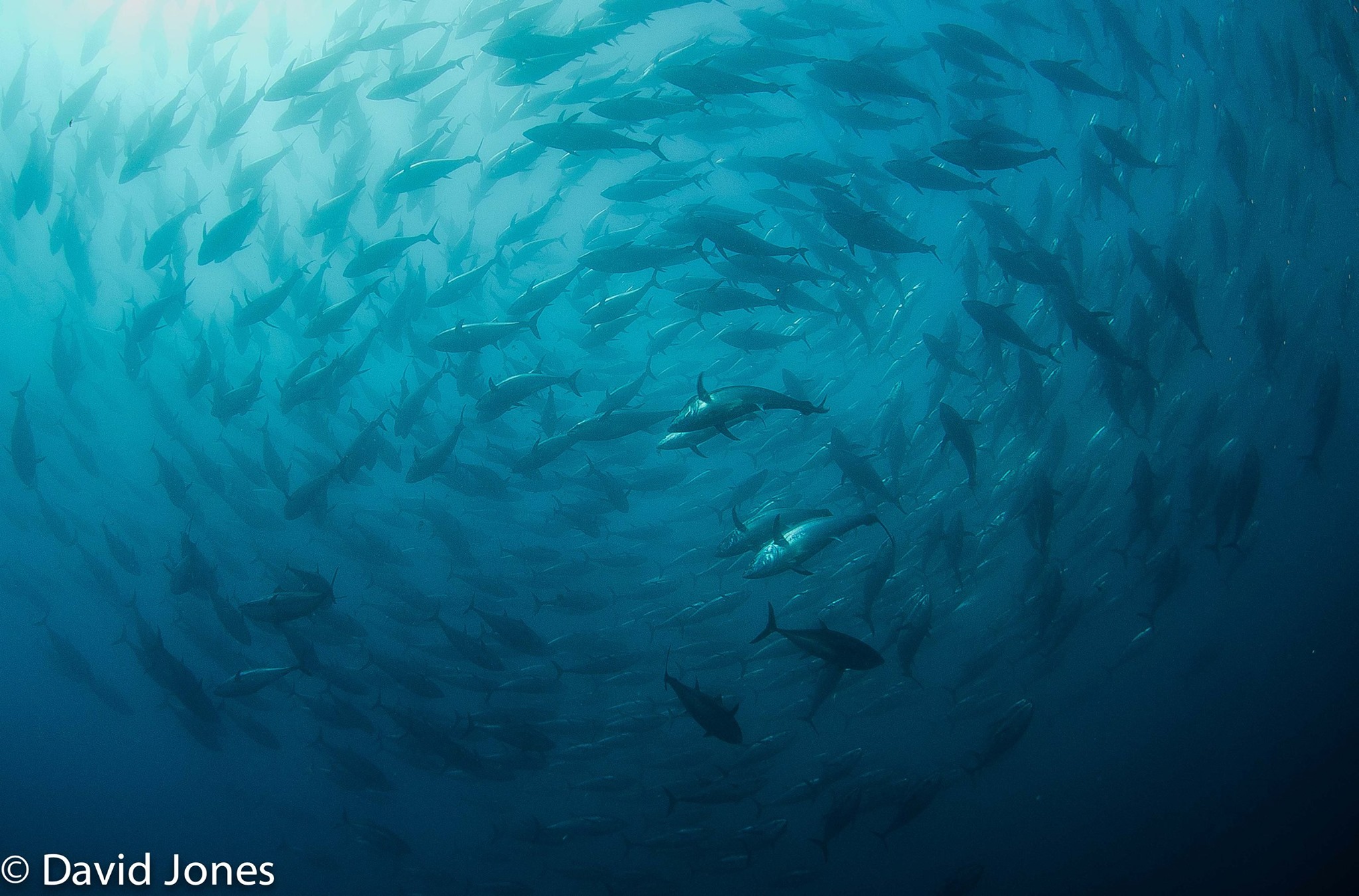 Is it too soon to be catching Blue Fin Tuna? – Just One Ocean