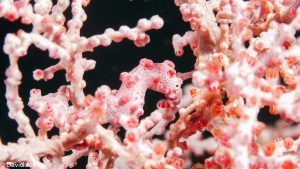 seahorse pink camouflage