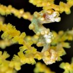 seahorse yellow camouflage