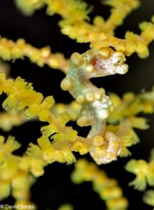 seahorse yellow camouflage