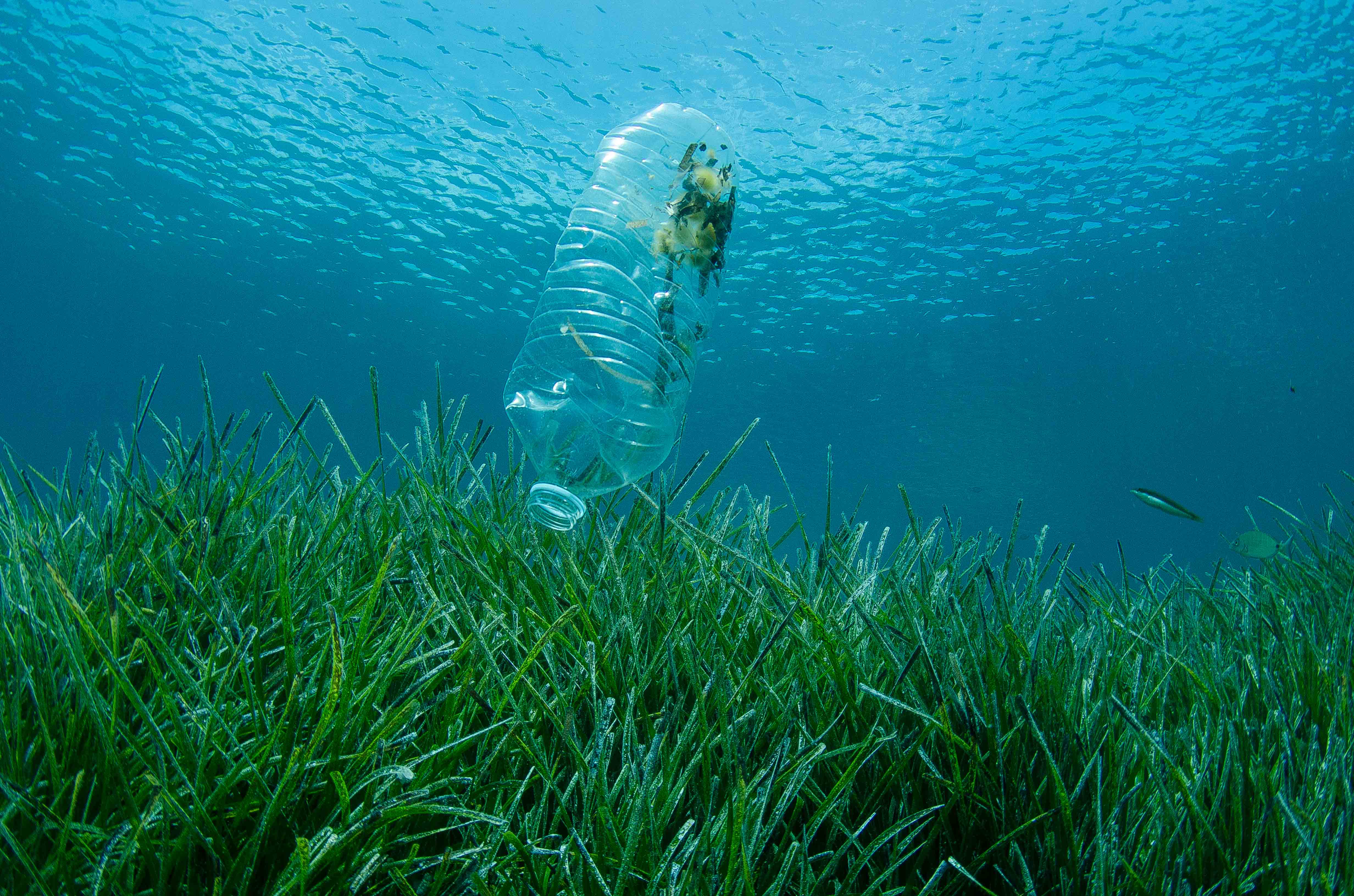 Plastic Bottle Floating In The Ocean Just One Ocean