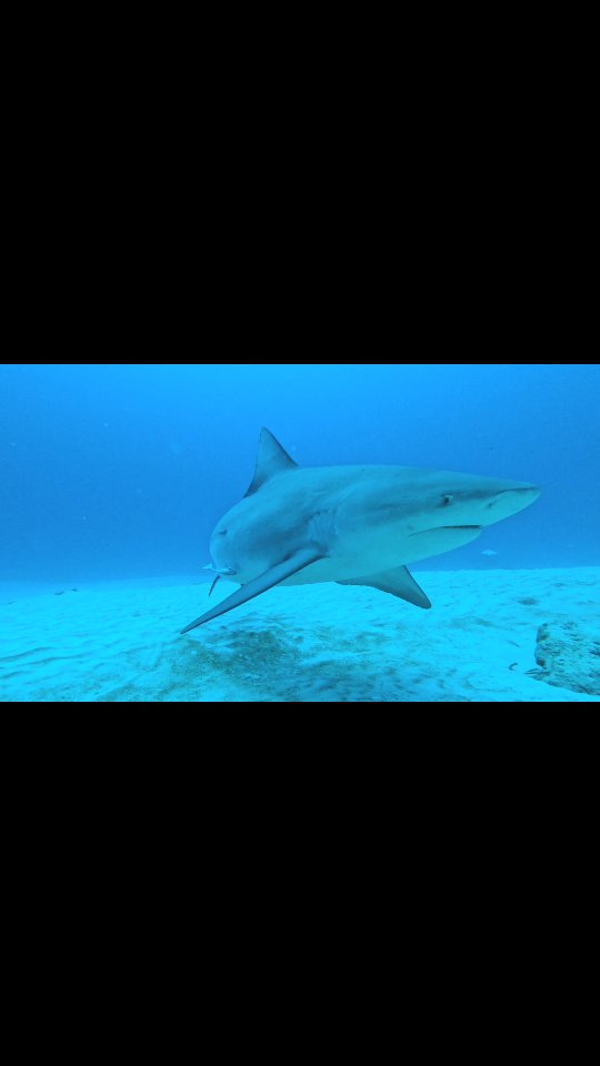 Bull sharks (Carcharhinus leucas) are apex predators that play a key role in maintaining marine ecosystem stability.
By regulating prey populations, they help preserve biodiversity and support healthy reef and coastal systems.

Despite their ecological importance, bull sharks face increasing pressure from overfishing, bycatch, and habitat degradation.

Protecting sharks is a science-based approach to protecting ocean health.

#SharkScience #MarineConservation #BullShark #ApexPredators #OceanEcosystems ProtectOurOceans