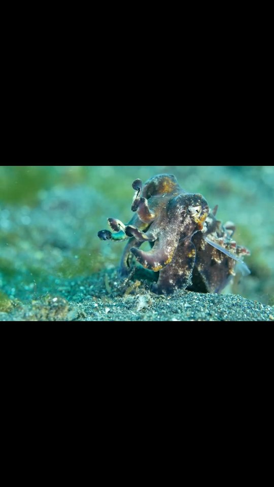 Bizarre and beautiful ocean creatures! Meet the Flamboyant Cuttlefish — found in the tropical waters of Indonesia, this tiny cuttlefish (usually no bigger than a hand) is famous for its color displays.
Unlike most cuttlefish, it walks on the seafloor instead of swimming — and those amazing colors aren’t just for show, they’re a warning: this is the only known poisonous cuttlefish in the world.
Strange, and spectacular; the ocean is full of surprises!
#OceanIssues #MarineCreatures #WildOceans #UnderwaterBeauty #Cuttlefish #Cephalopod