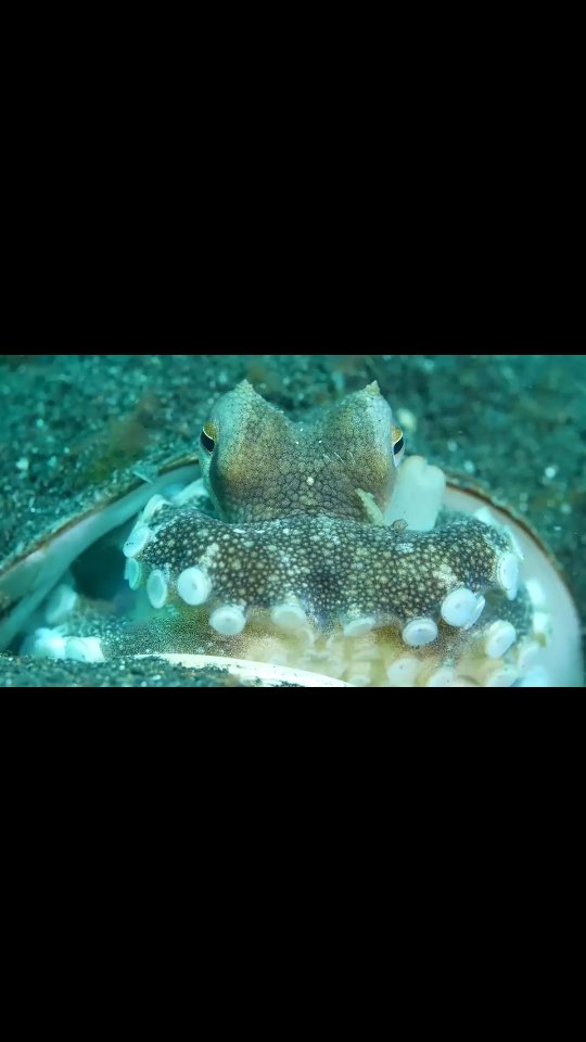 Happy World Octopus Day to cephalopod lovers everywhere! 🐙
Here’s to the clever, curious, color-changing creatures of the deep — may we always have a spot in an octopus’s garden. 🎶 We recommend the sound to be ON.
#WorldOctopusDay #OctopusGarden #CephalopodLove #OceanVibes