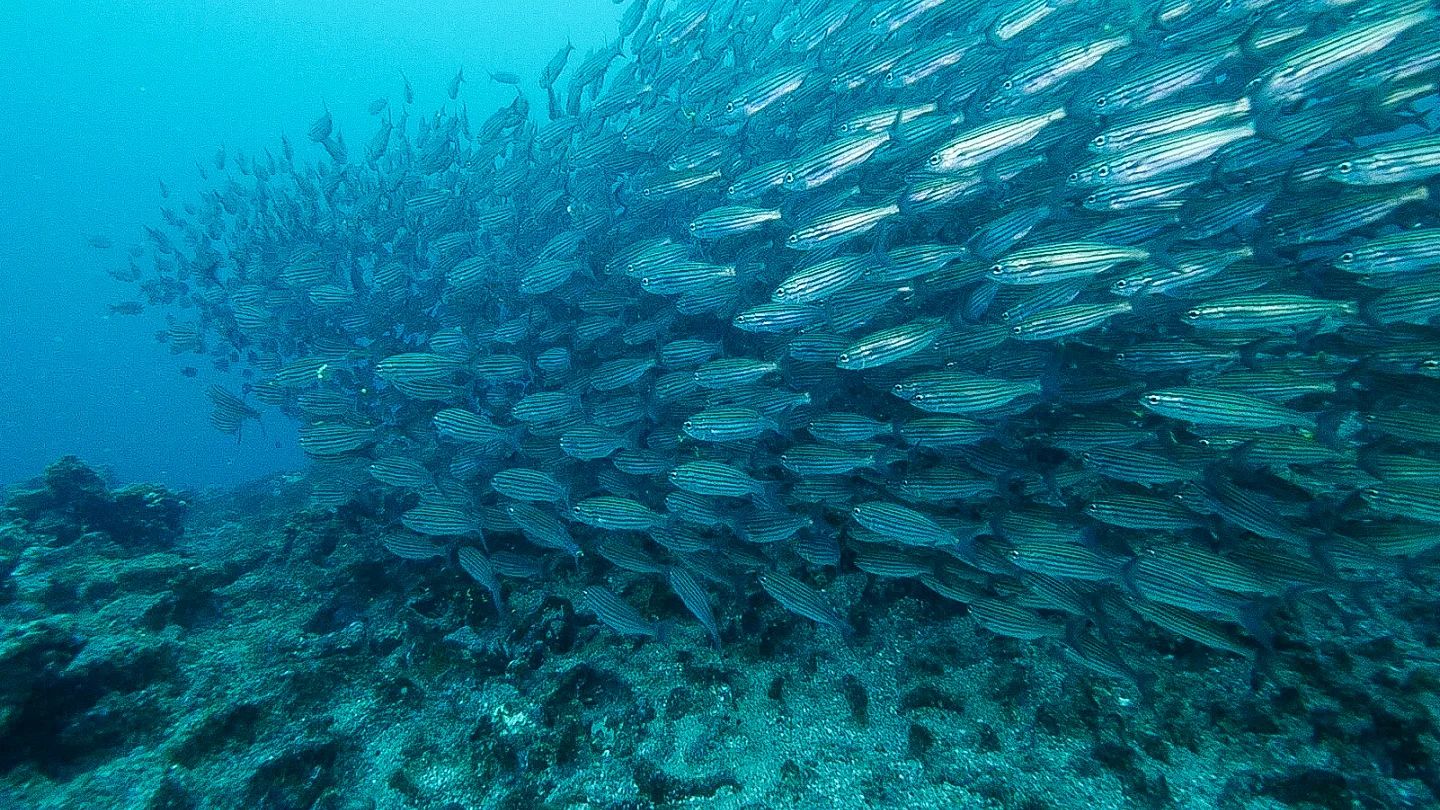 This is how we like to see our ocean #abundance 🌍

 

#oceanissues #overfishing #conservation #makeachange #makeadifference