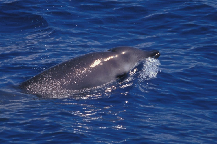 Research Publication on Beaked Whales in Bay of Biscay