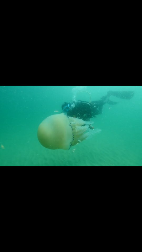 🪼 Gentle Giant off Cornwall!
Spotted this barrel jellyfish (Rhizostoma pulmo) drifting along the coast. They’re common in warmer waters but can be seen in UK seas, especially in summer when plankton blooms attract them.
Warmer oceans may be making sightings more frequent — a reminder that protecting our seas from pollution and climate change keeps marine life in balance.
Harmless to humans, vital for the ocean 🌊
#BarrelJellyfish #CornwallWildlife #MarineConservation #OceanIssues
