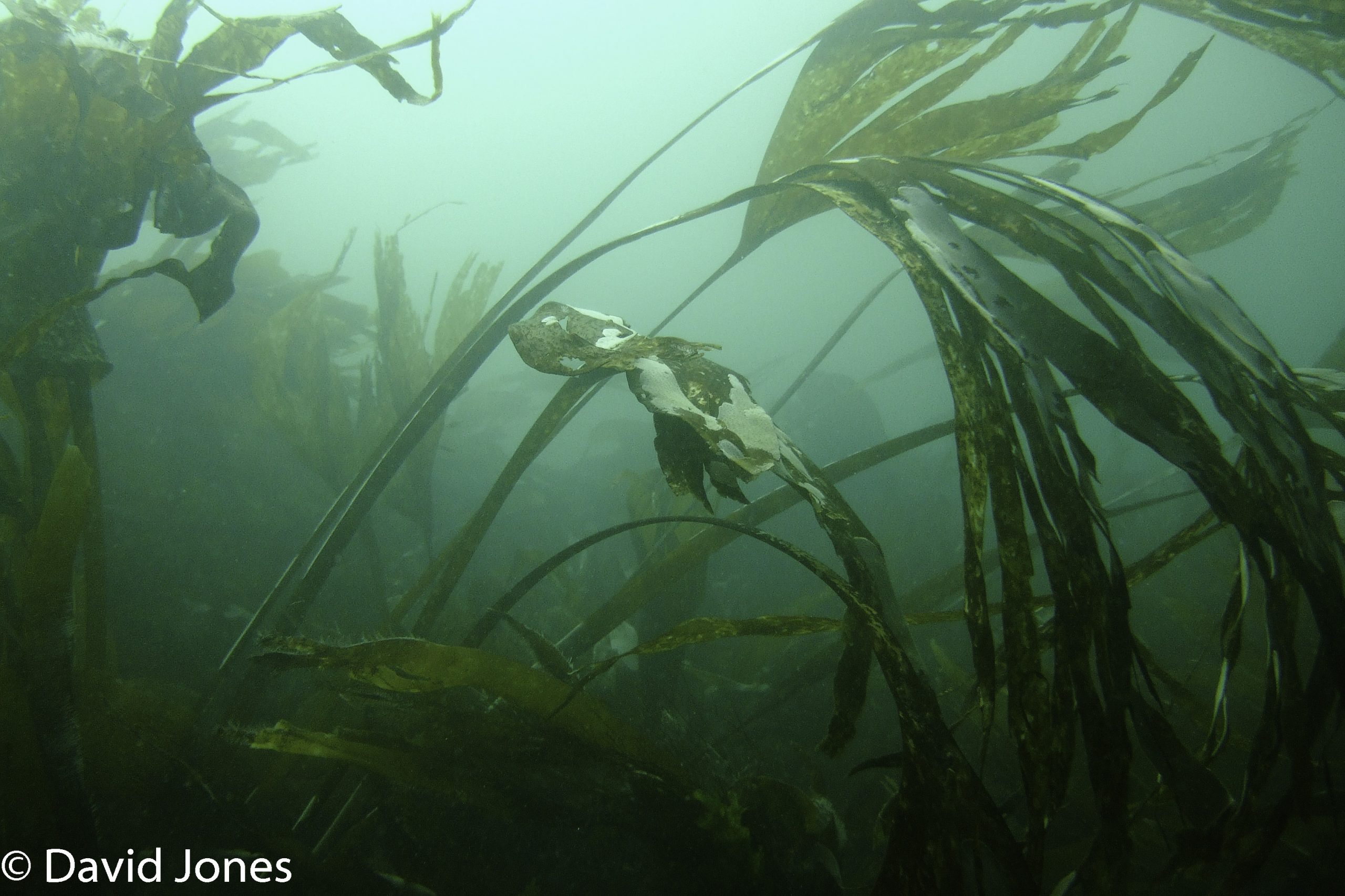 Trawl fishing ban off Sussex coast to protect Kelp forests