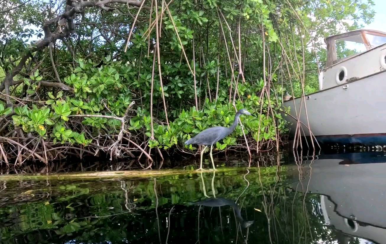 The little blue heron can be found in freshwater and marine environments,  including mangroves, bogs, swamps, salt marshes, tidal flats, estuaries, streams, and flooded fields. 

They feed during the day, wading in the water with their long legs. Their diet consists of fish, frogs, lizards, turtles, snakes, crabs, shrimp, aquatic and grassland insects.

Little blue herons are classified as Least Concern (LC) on the IUCN Red List but their numbers are decreasing. Today, the biggest threat to this species is the degradation and loss of habitat like mangroves.

#oceanissues #mangroves #mangroveconservation #littleblueheron #IUCN #habitatdestruction #habitat #antigua #englishharbour @tiger___tyson
#stealthmode