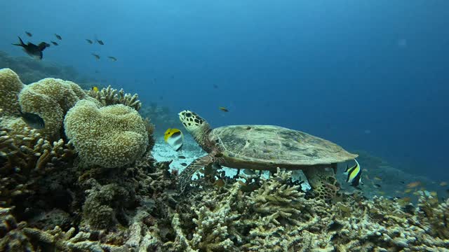 Hawksbill turtles are often seen nibbling around coral reefs—but they’re not actually eating the coral itself. Their favorite food is sponges, which compete with corals for space.
Hawksbills help coral reefs stay healthy and diverse by keeping sponge populations in check. It's one of the many ways these critically endangered turtles play a vital role in ocean ecosystems.

#hawksbillturtles #oceanecosystems #IUCN #critacallyendangered