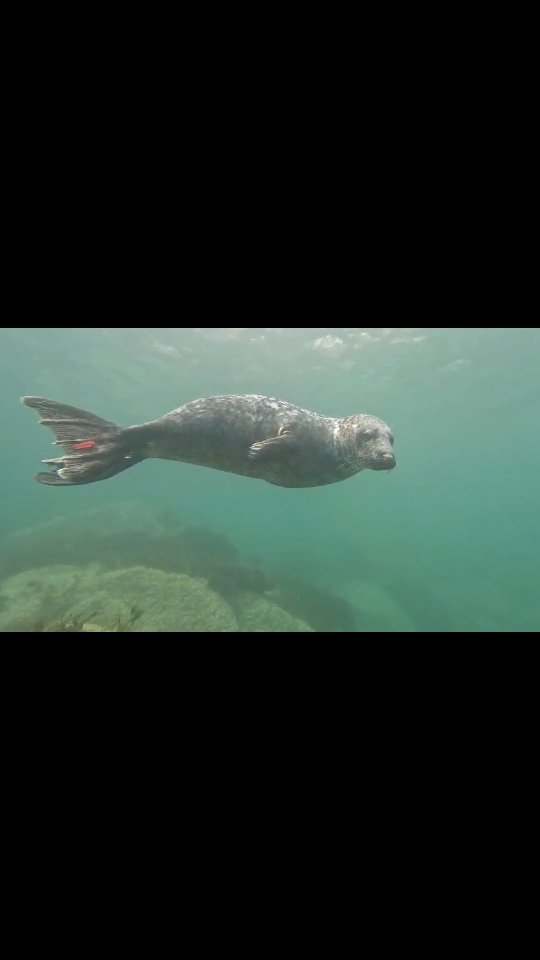 2 minutes of seal joy 💙